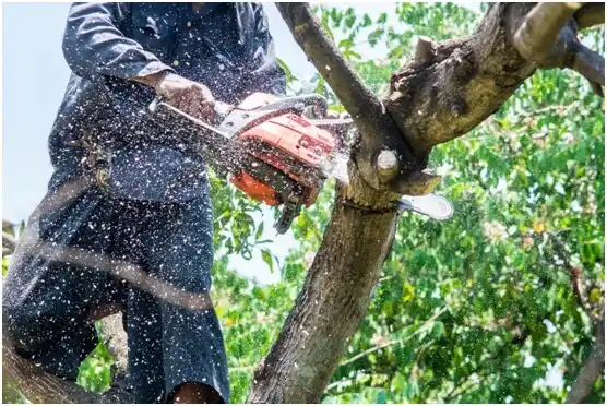 tree services Ashland City